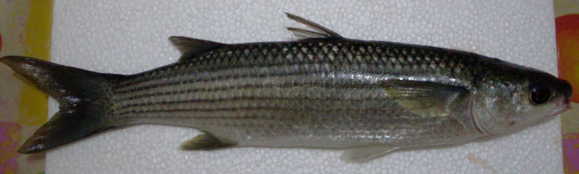 Chelon labrosus (Risso, 1827)
